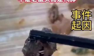 什么老鼠两条腿 什么老鼠两条腿