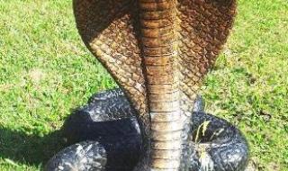 王蛇为什么不怕毒蛇